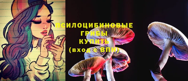 Псилоцибиновые грибы Psilocybine cubensis  Луга 